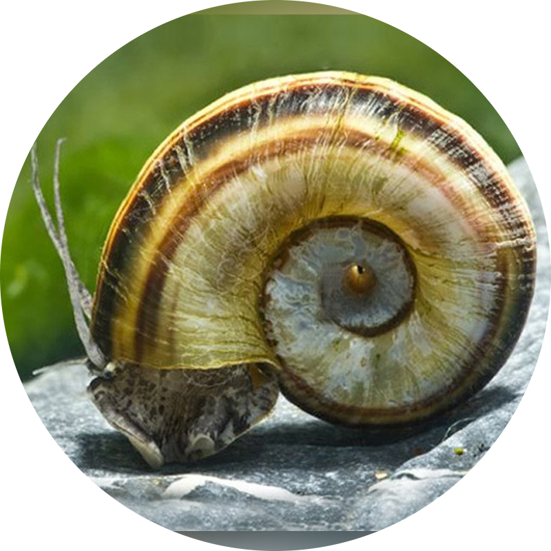 Giant Ramshorn Snail