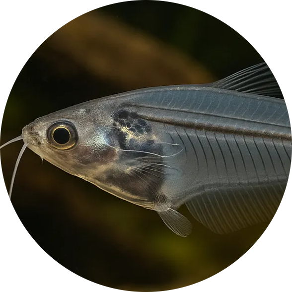 Glass Catfish