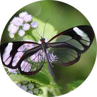 Glasswing Butterfly