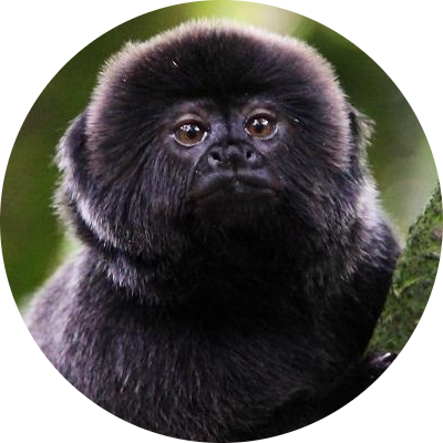Goeldi’s Monkey