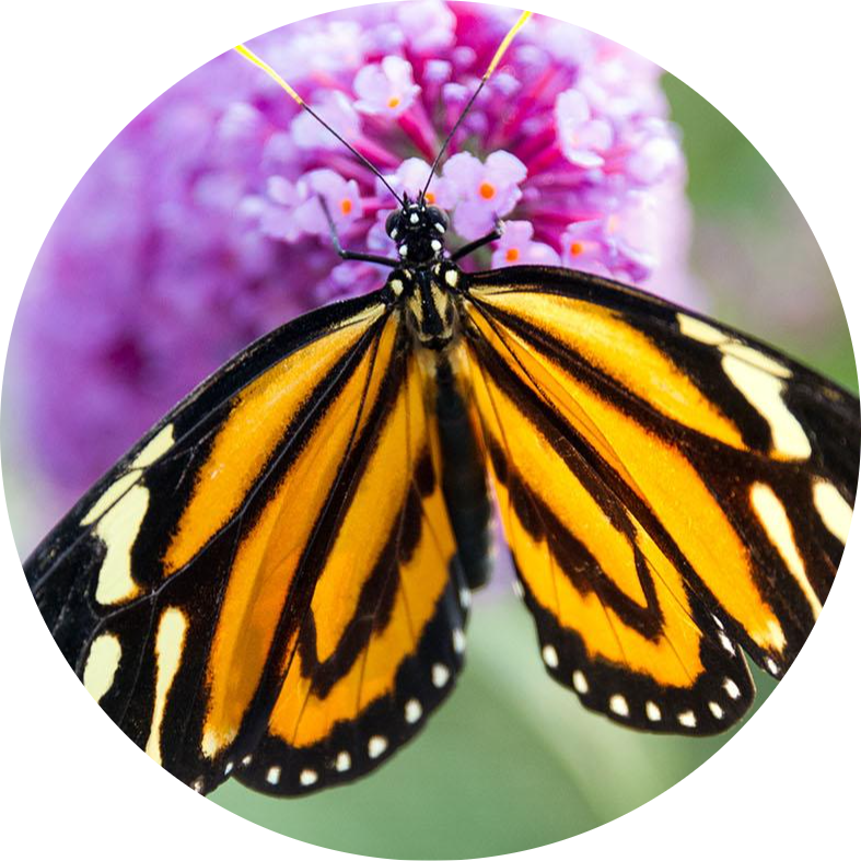 Golden Helicon Butterfly