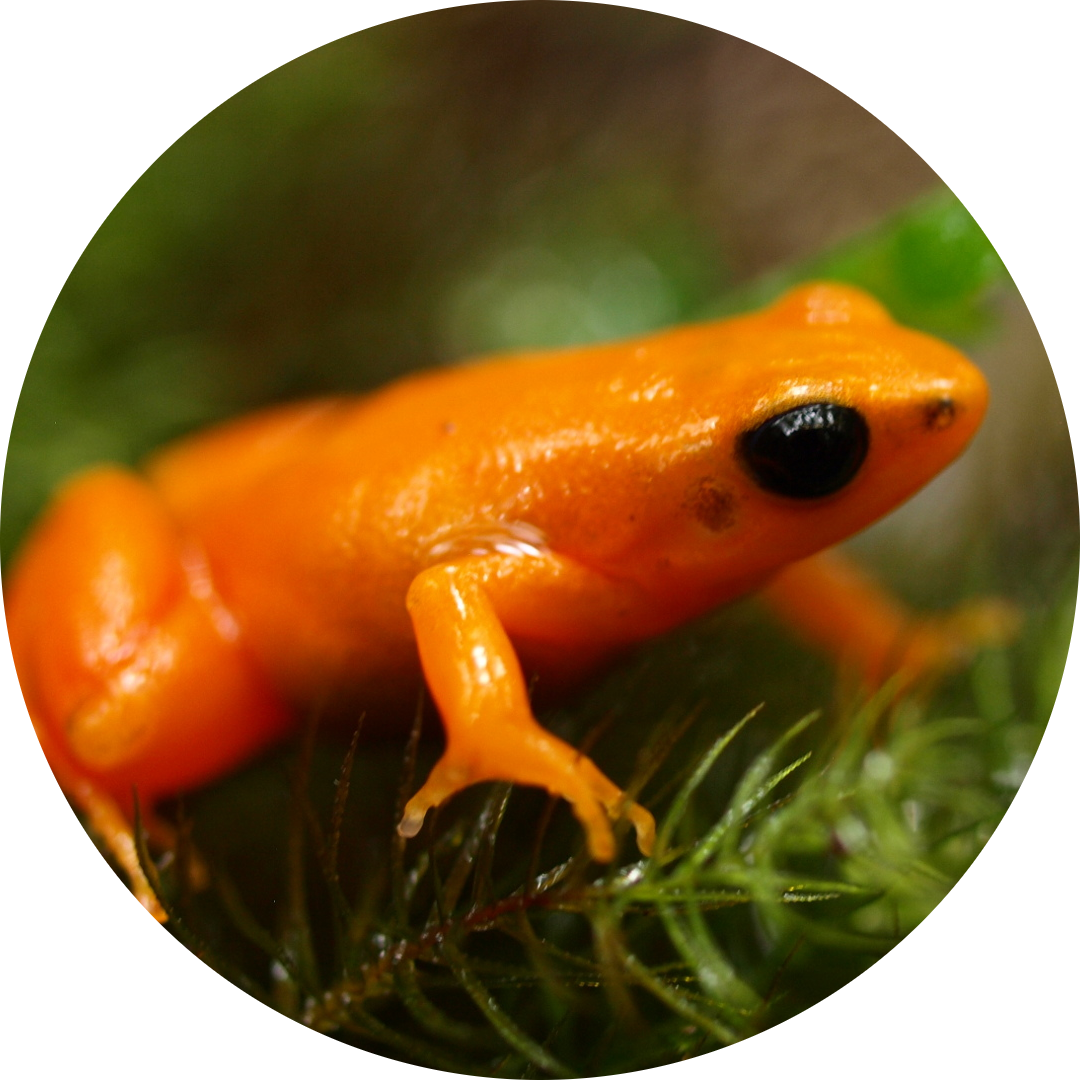Golden Mantella