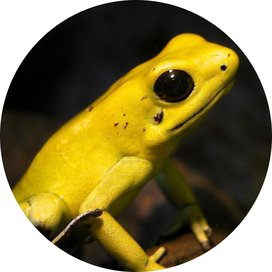 Golden Poison Frog