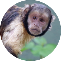Golden-bellied Capuchin