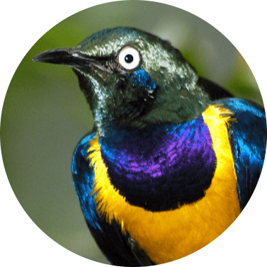 Golden-breasted Starling