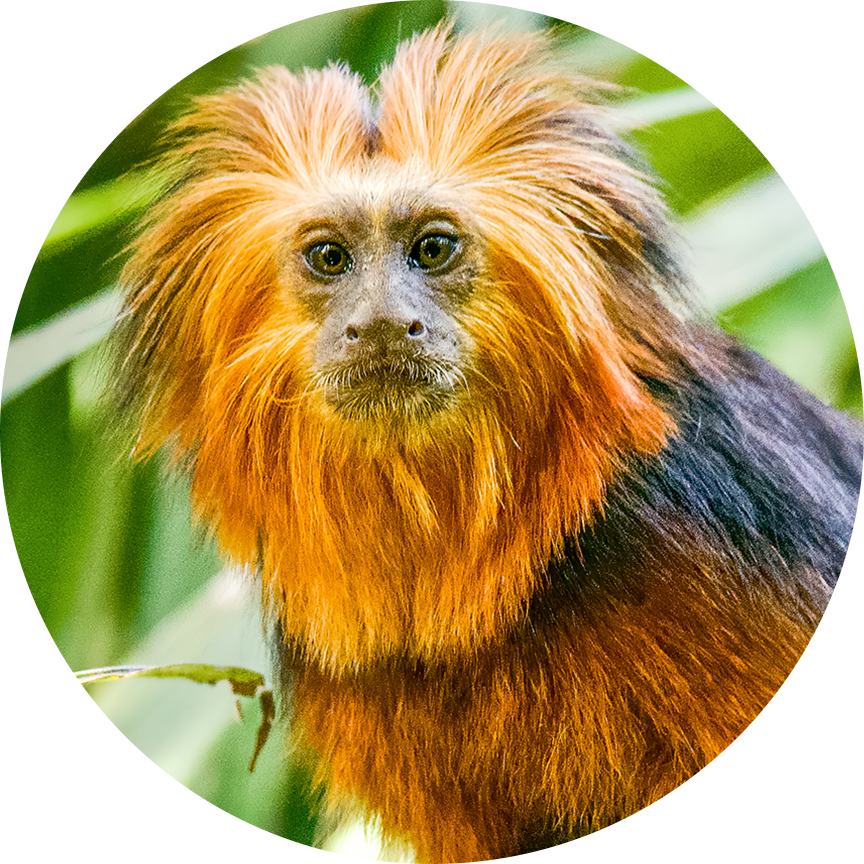 Golden-headed Lion Tamarin