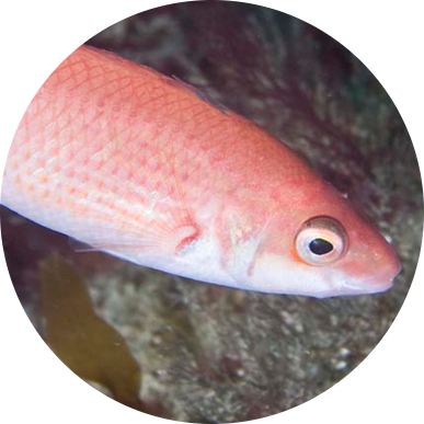 Goldsinny Wrasse
