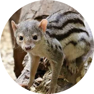 Grandidier’s Mongoose