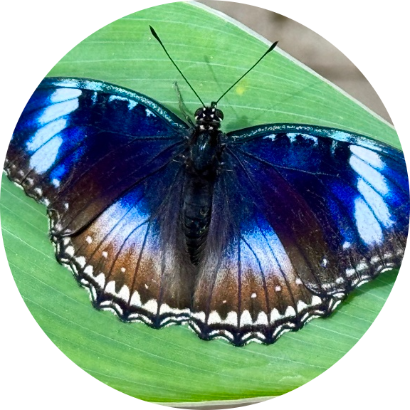 Great Eggfly