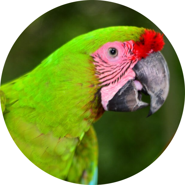 Great Green Macaw