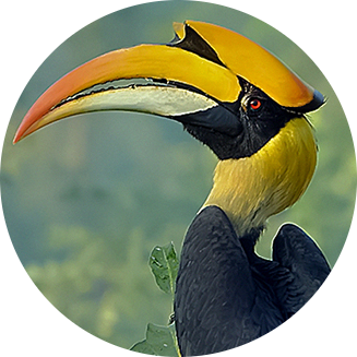 Great Hornbill