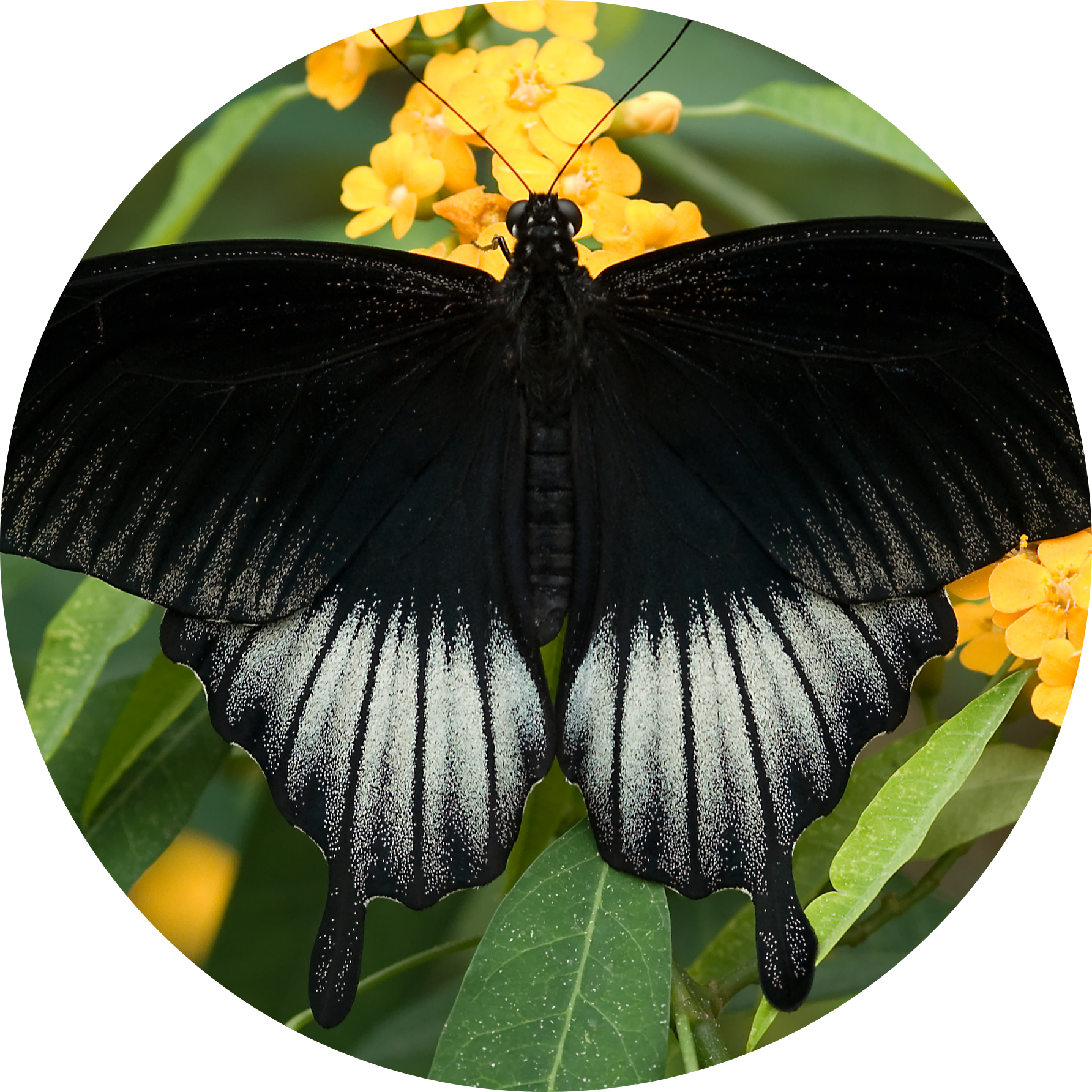 Great Mormon Butterfly