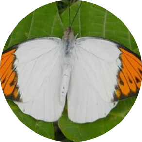 Great Orange-tip Butterfly