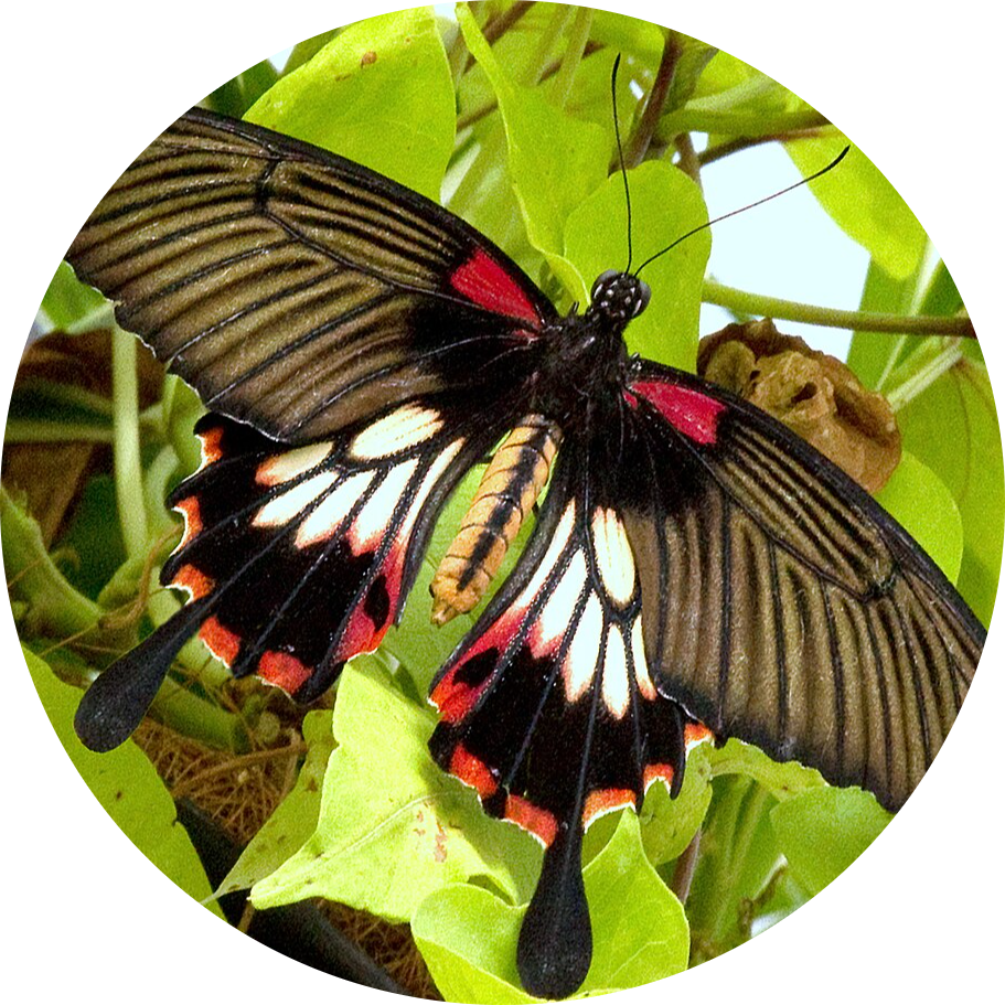 Great Yellow Mormon Swallowtail