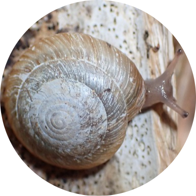 Greater Bermuda Land Snail