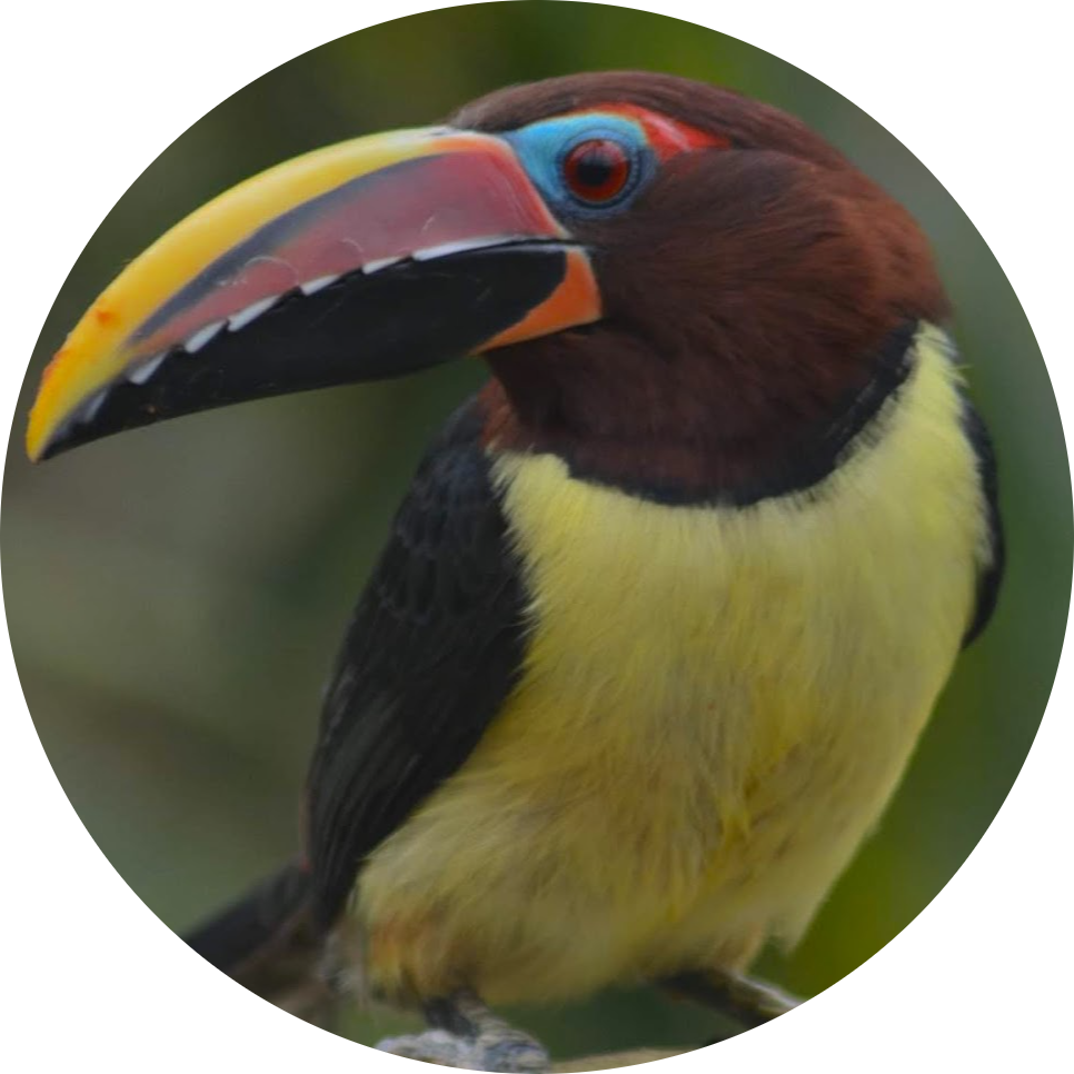 Green Aracari