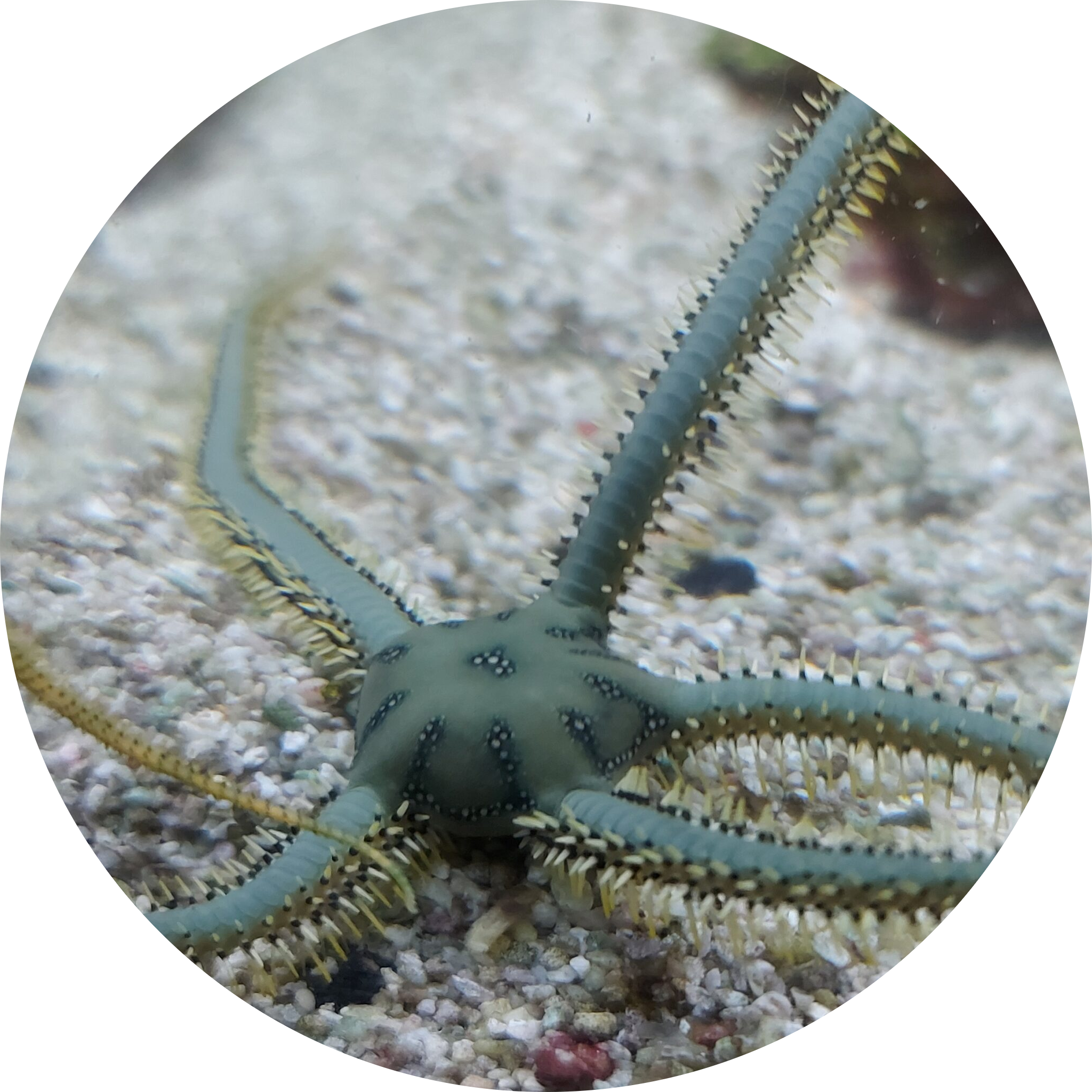 Green Brittlestar
