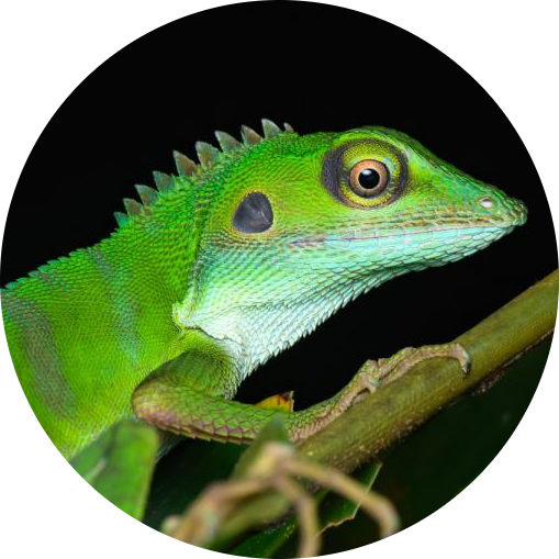 Green Crested Lizard
