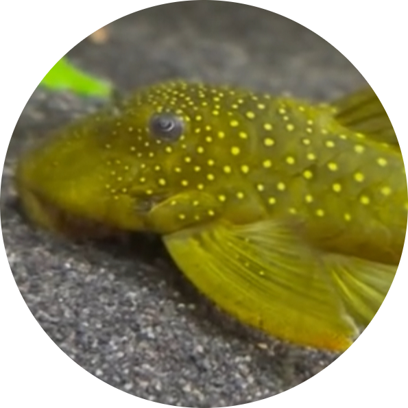Green Phantom Pleco