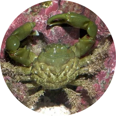 Green Reef Crab