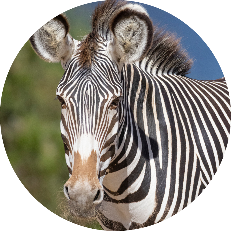 Grevy’s Zebra
