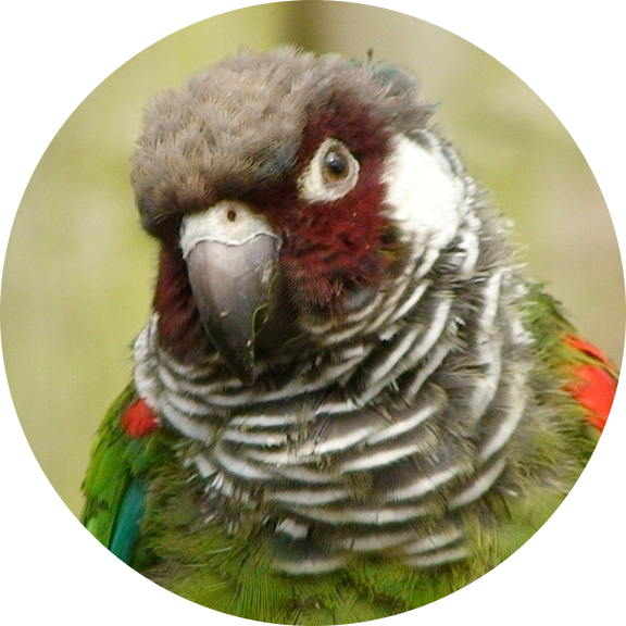 Grey-breasted Parakeet