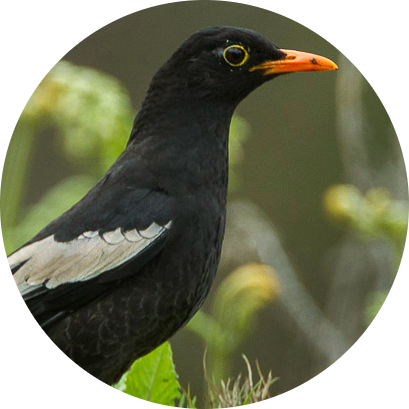 Grey-winged Blackbird