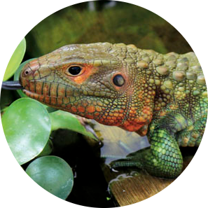 Guyana Caiman Lizard