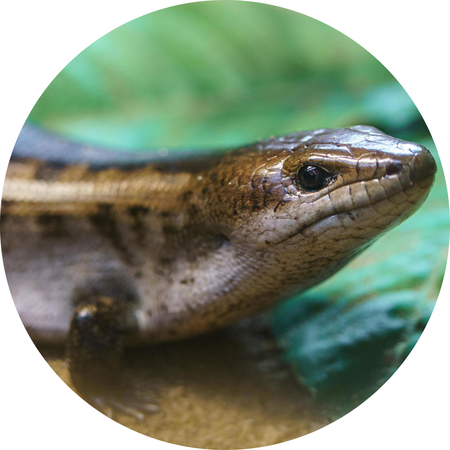 Haitian Giant Galliwasp