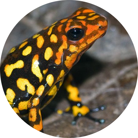 Harlequin Poison Frog