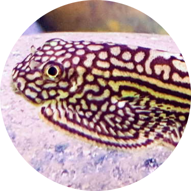 Hillstream Loach