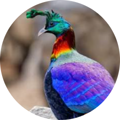Himalayan Monal