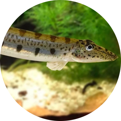 Horseface Loach