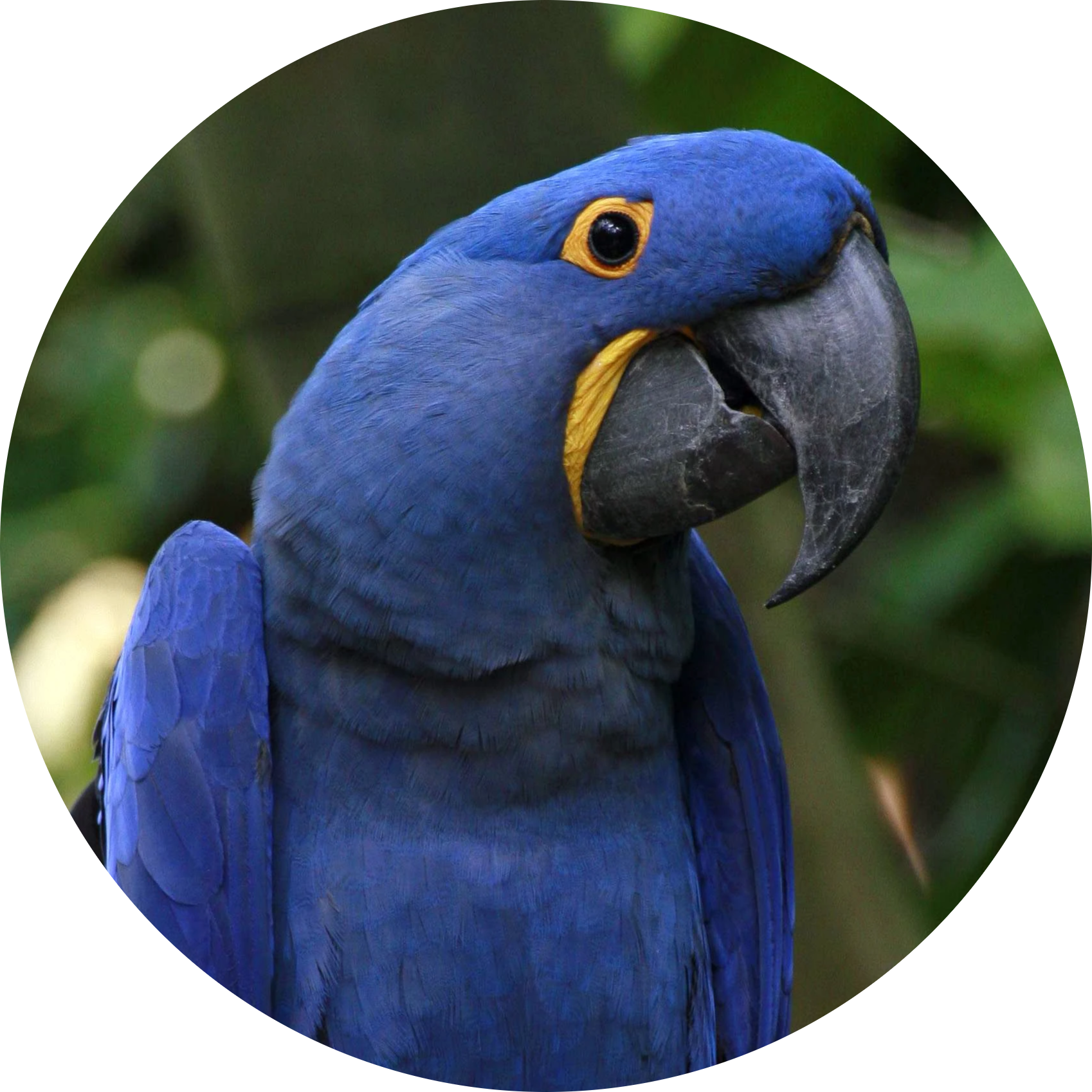 Hyacinth Macaw