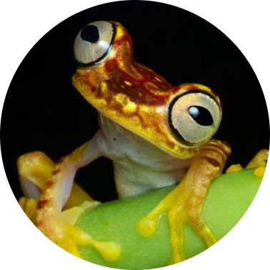 Imbabura Tree Frog