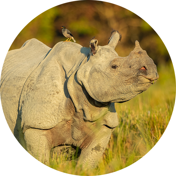 Indian Rhinoceros