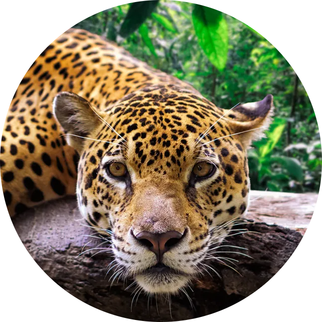Jaguar