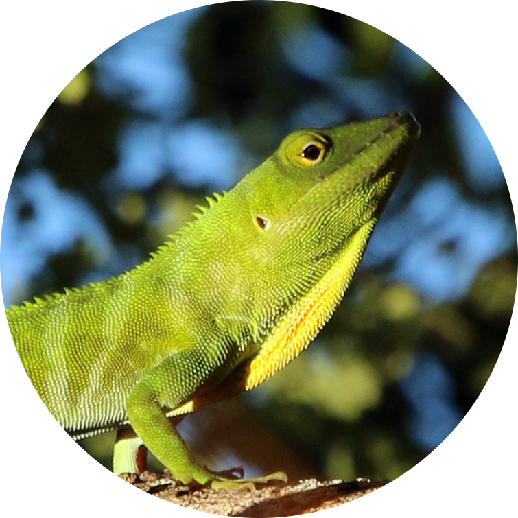 Jamaican Anole