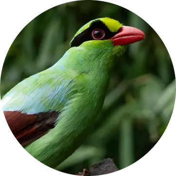 Javan Green Magpie