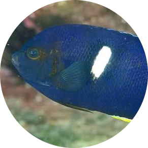 Keyhole Angelfish