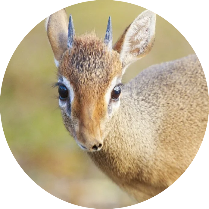 Kirk’s Dik-dik