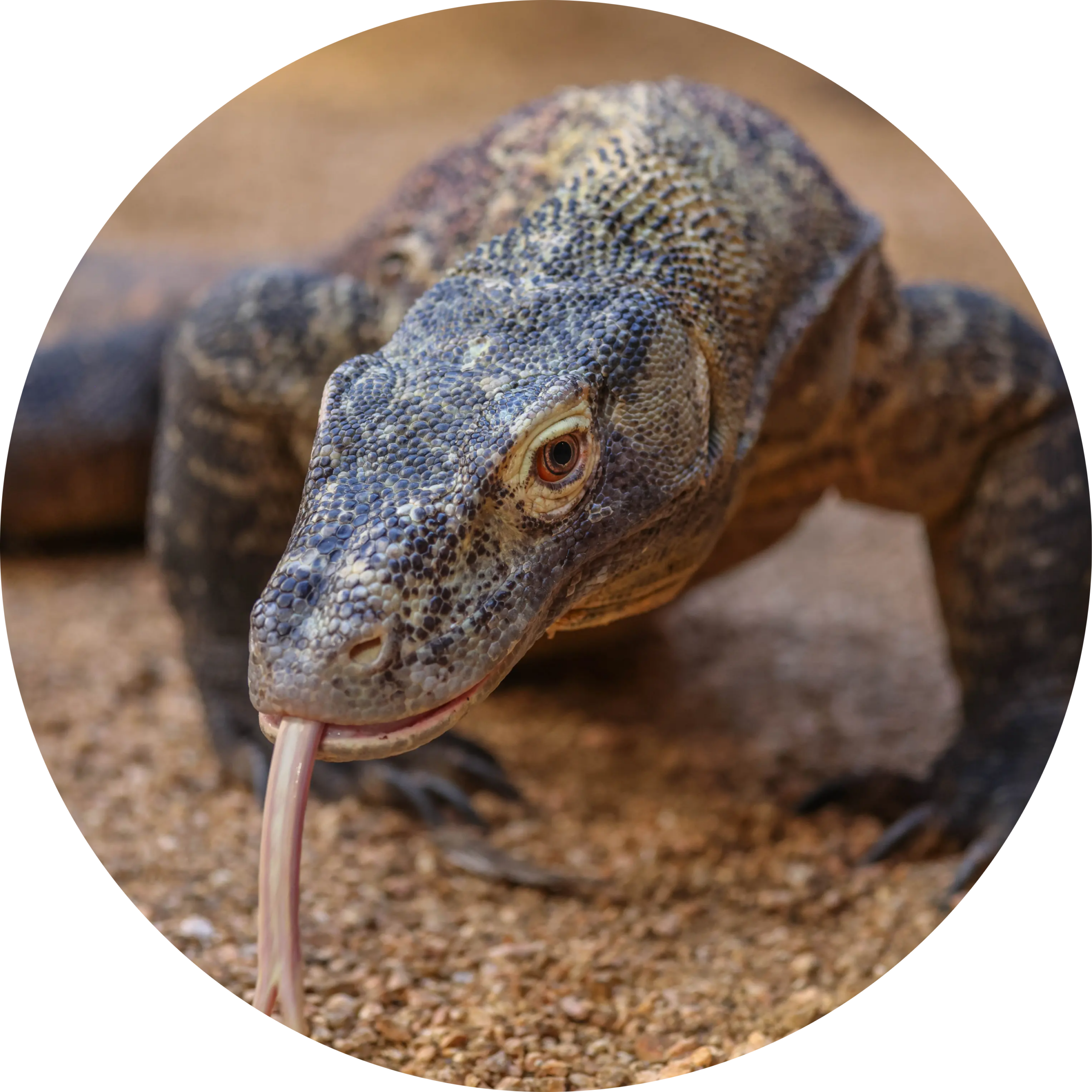 Komodo Dragon