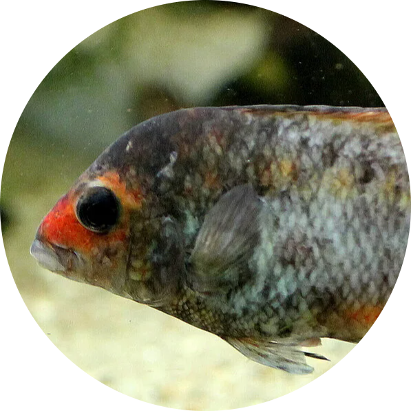 Kotsovato Cichlid