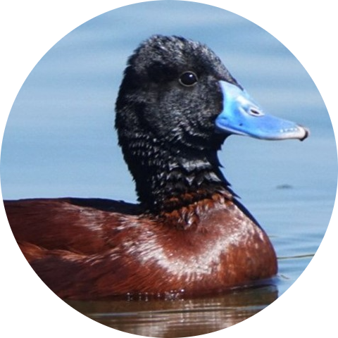 Lake Duck