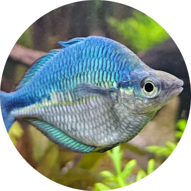 Lake Kutubu Rainbowfish