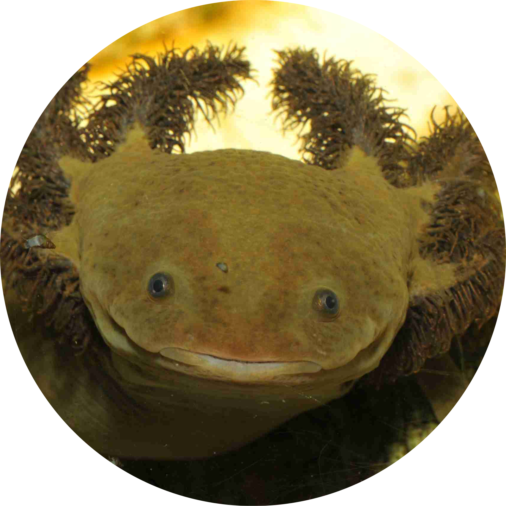 Lake Patzcuaro Salamander