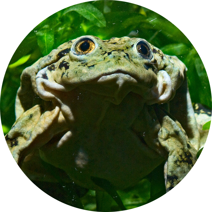 Lake Titicaca Frog