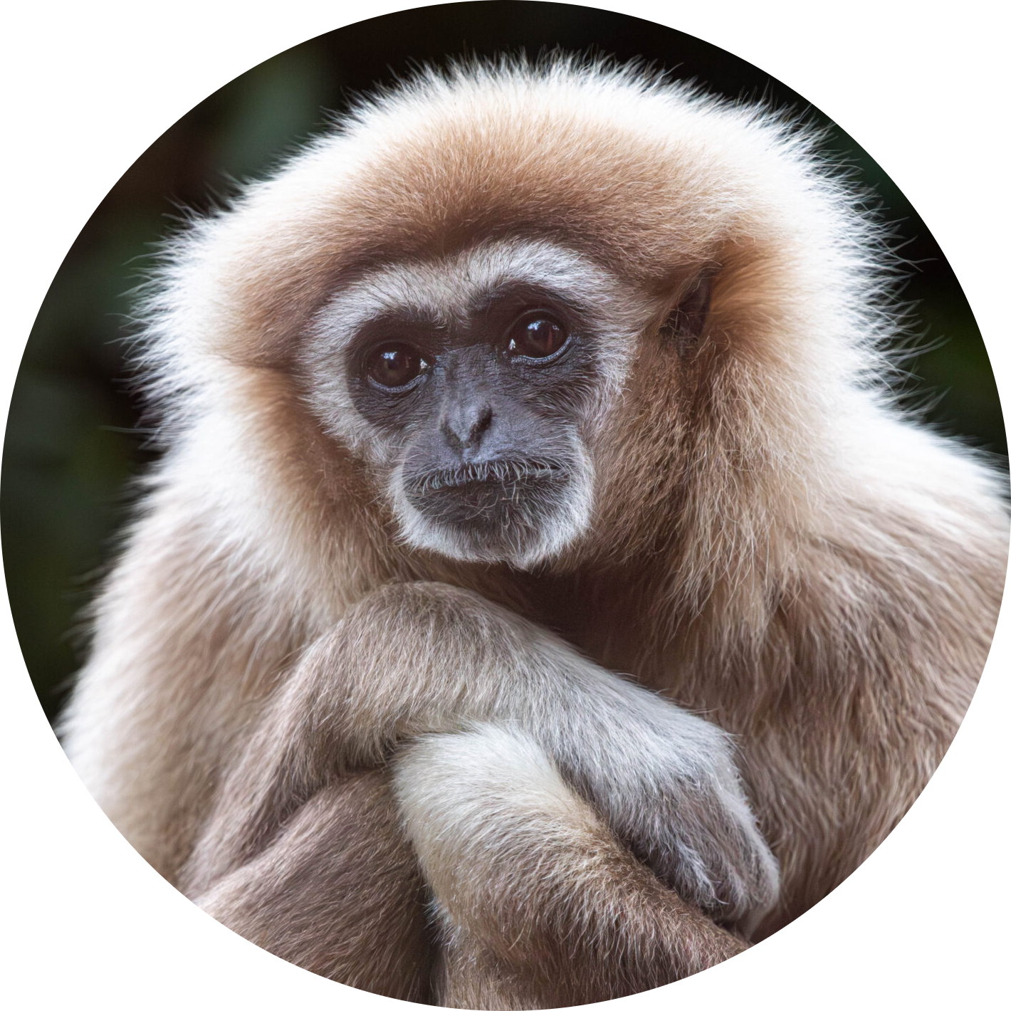 Lar Gibbon
