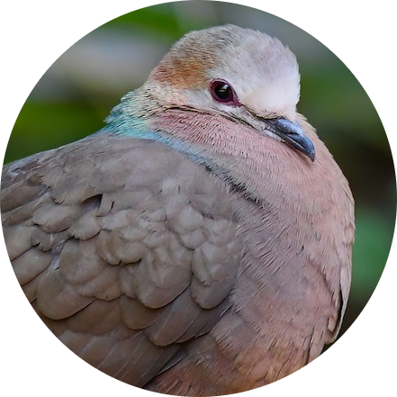 Lemon Dove