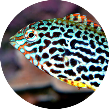 Leopard Wrasse